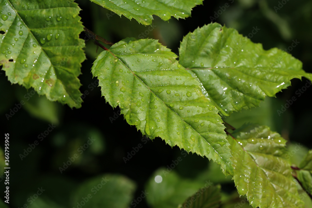 Green leaves with drops of moisture after rain Green leaves with drops of moisture after rain