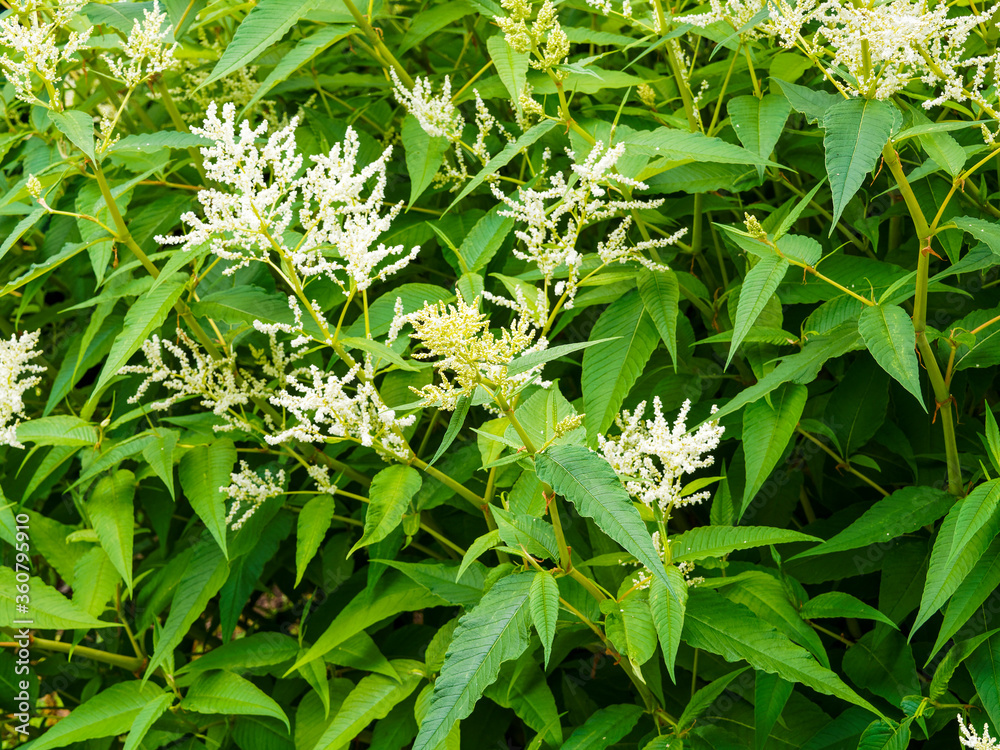 Obraz premium (Persicaria polymorpha) Bouquet de panicules de petites fleurs blanc crème sur tiges dressées de Renouée polymorphe ou persicaire polymorphe