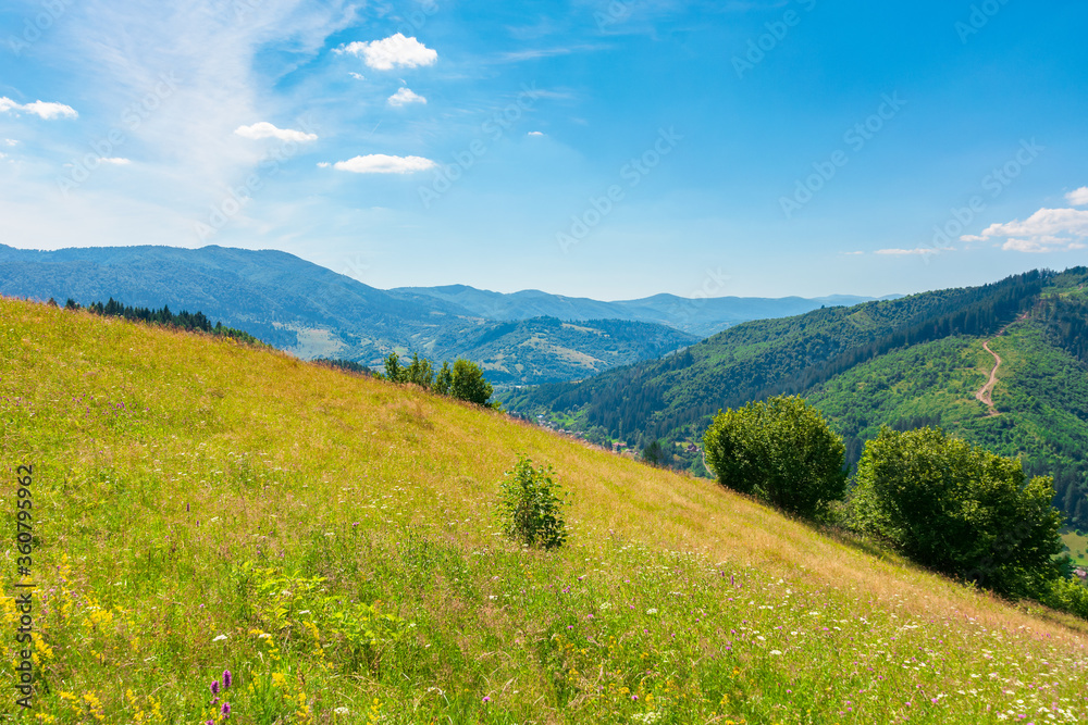 Fototapeta premium grassy mountain meadow in summer. idyllic landscape on a sunny day. scenery rolling in to the distant ridge. beautiful blue sky with puffy clouds