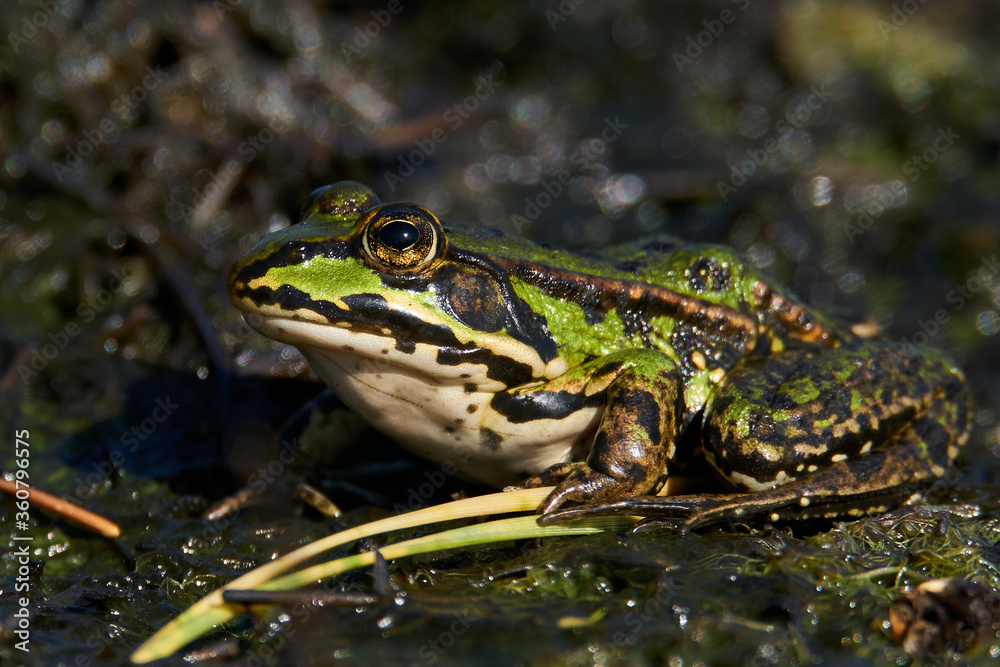Fototapeta premium Common water frog (Pelophylax esculentus)