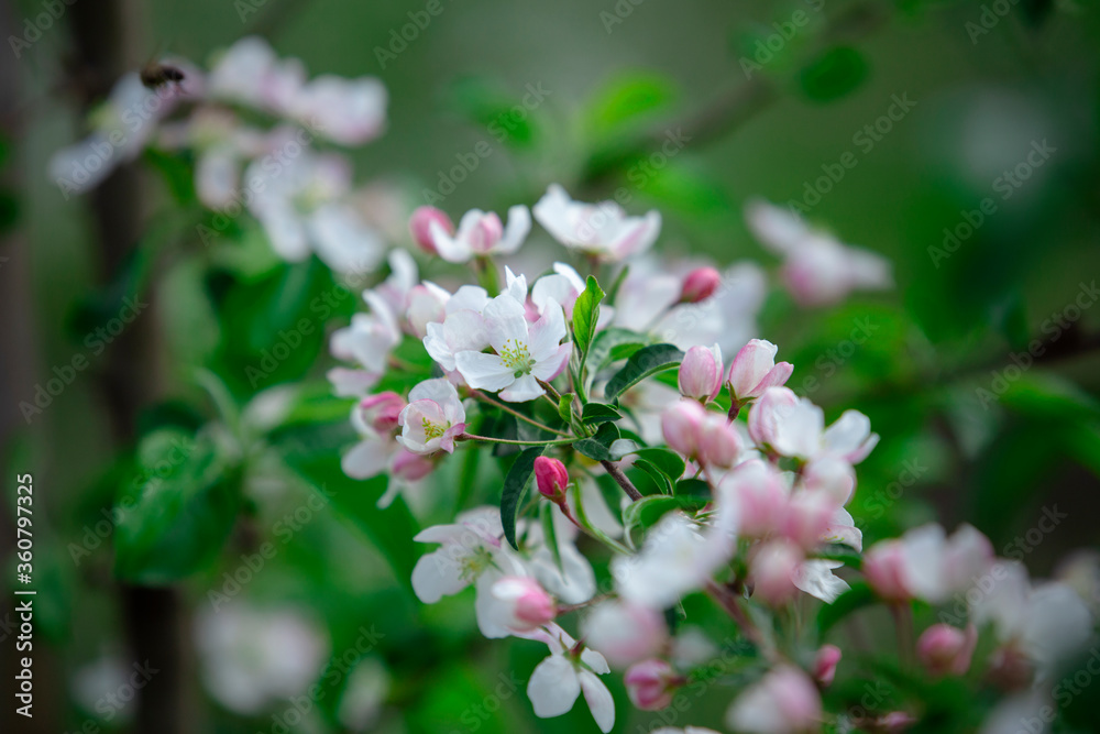 White flowers with pink petals and green leaves on branch apple tree White flowers with pink petals and green leaves on branch apple tree