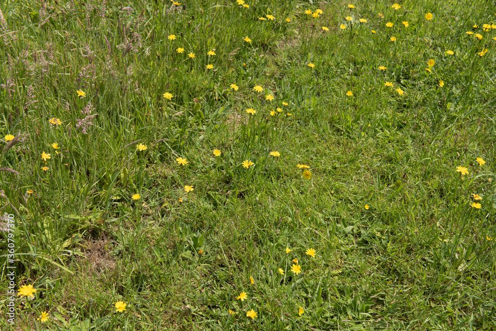 Summer Flowering Rough Hawkbit Wildflower (Leontodon hispidus) Growing in a Wildflower Meadow in Rural Devon, England, UK