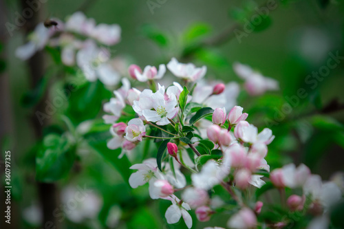White flowers with pink petals and green leaves on branch apple tree © Prostock-studio
