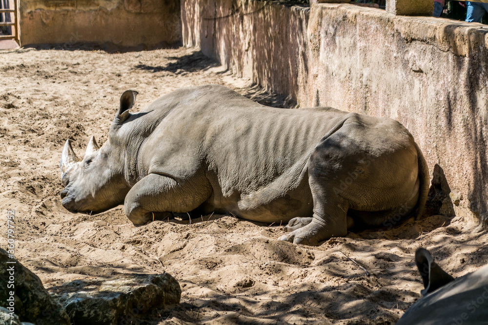 Obraz premium Rhinocéros blanc photographié dans un parc animalier