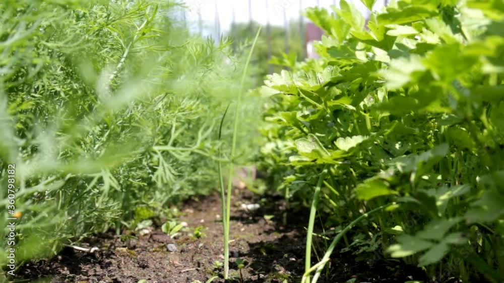 beautiful green dill and parsley grows in the beds beautiful green dill and parsley grows in the beds