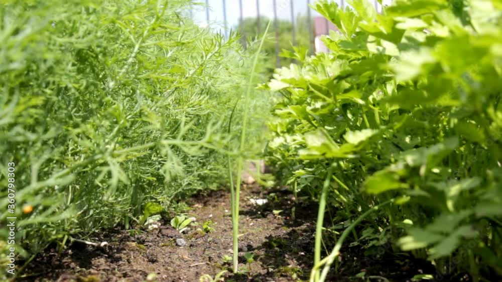 beautiful green dill and parsley grows in the beds beautiful green dill and parsley grows in the beds