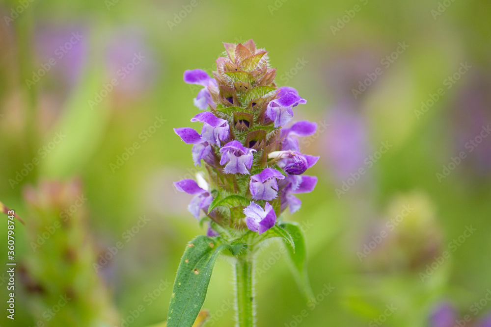 ウツボグサ（空穂草、靫草、学名：Prunella vulgaris L. subsp. asiatica (Nakai) H.Hara：生薬の夏枯草（カゴソウ）の原料