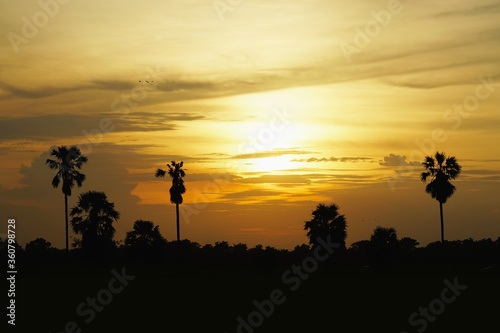 Sun set with silhouette palm tree. 