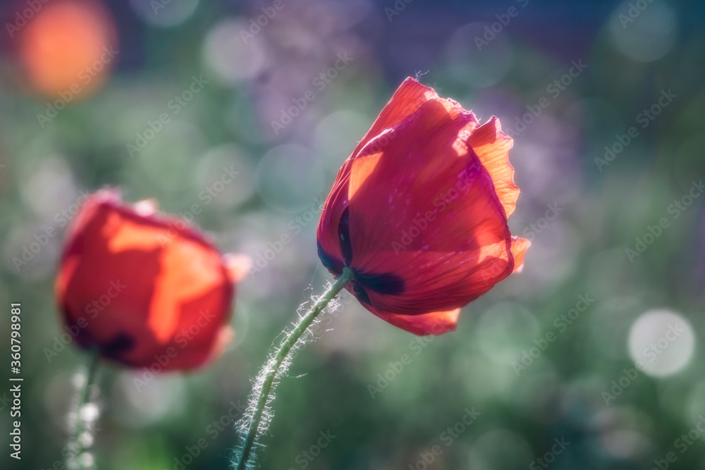 Fototapeta premium Papaveri