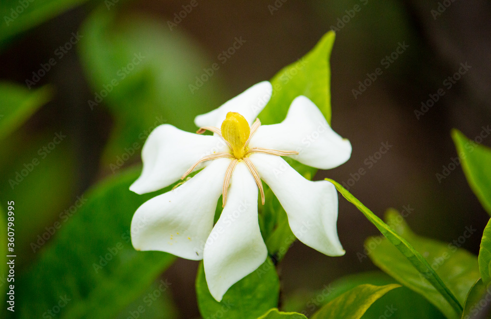 Fototapeta premium クチナシ（梔子、巵子、支子、学名: Gardenia jasminoides）の花（日本：6月に咲く）