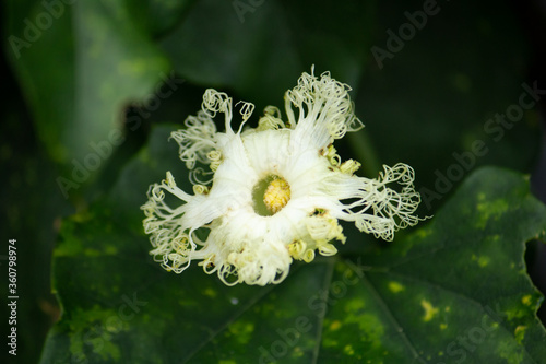 キカラスウリ（黄烏瓜、学名：Trichosanthes kirilowii var. japonica）の花　：塊根は生薬原料となる photo