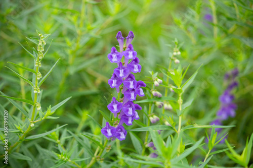 コバネバナ（黄金花、Scutellaria baicalensis Georgi、Scutellaria baicalensis、生薬名はオウゴン、黄芩） #360799320
