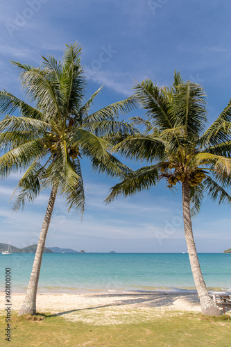 Fototapeta Naklejka Na Ścianę i Meble -  palm trees on the beach, Koh Mak beach, Koh Mak Island , Thailand.