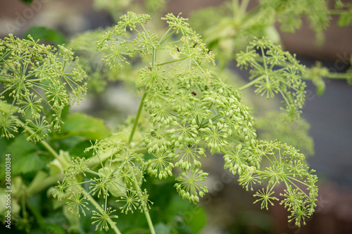 ヨロイグサ (Angelica dahurica)：漢方薬のビャクシ（白芷）として使用される　（日本） photo