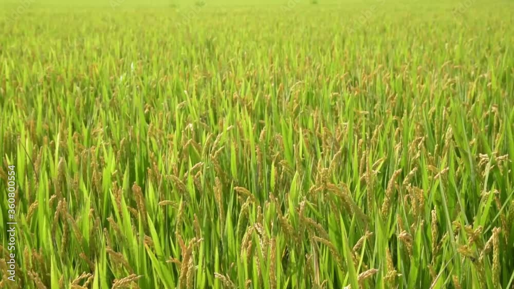 Rice ears swaying in wind, paddy field, rural farming, static shot, agriculture Rice ears swaying in wind, paddy field, rural farming, static shot, agriculture