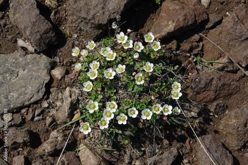 Flora of Kamchatka Peninsula: a close up of tiny white flowers of Saxifraga merkii (Micranthes merkii) growing among the stones in area of Gorely volcano, top view. Rockfoil flowers in the mountains photo