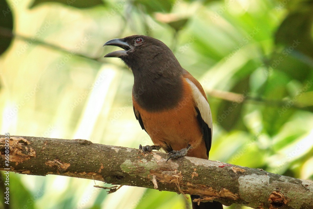 Rufous treepie, a bird on a tree branch Rufous treepie, a bird on a tree branch