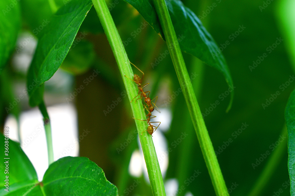 Red ants climb on green branch of plant with nature blurred background