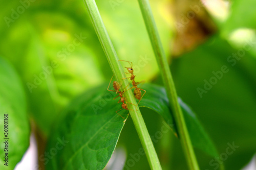 Red ants climb on green branch of plant with nature blurred background