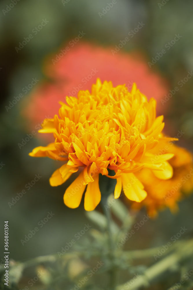 yellow flower in the garden yellow flower in the garden