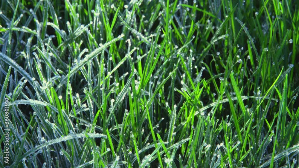 Extreme closeup of grass with frost melting in the sunlight, time-lapse, spring Extreme closeup of grass with frost melting in the sunlight, time-lapse, spring