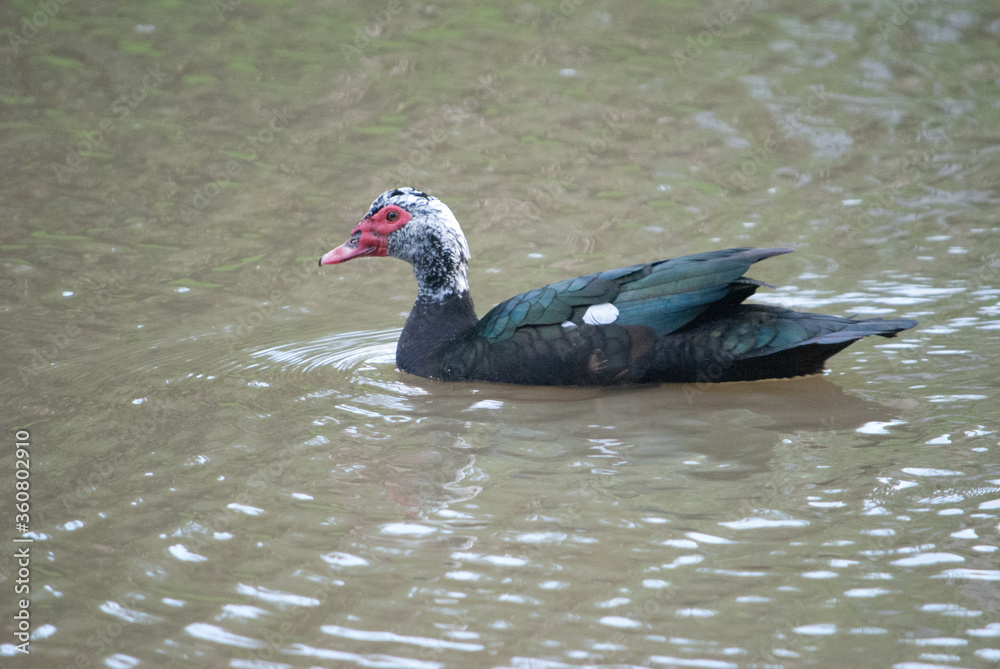 Fototapeta premium A duck in a creek