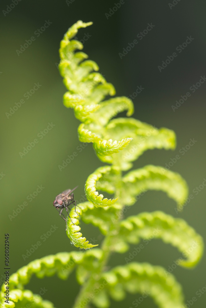 Macro photo. A small fly sits on a young fern.