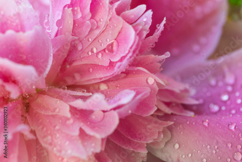 Delicate petals of pink peony with water droplets after rain, close-up and with a small depth of field.