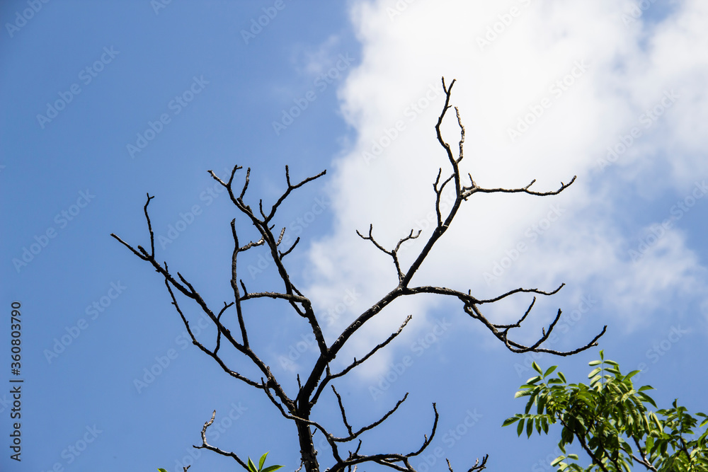 Tree branches against a blue sky background. Bare tree branches and with green leaves Tree branches against a blue sky background. Bare tree branches and with green leaves