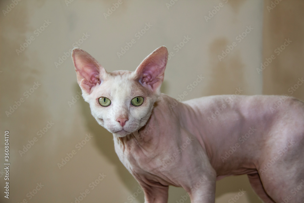 Sphinx hairless cat, hairless, anti-allergenic cat, pet against a painted wall. Beautiful cat with hairless skin.