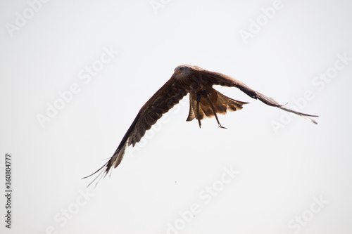 Greifvogel im Flug