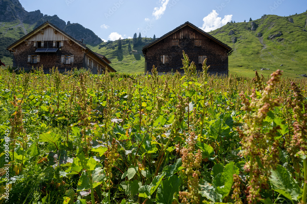 Österreich Großes Walsertal im Sommer Österreich Großes Walsertal im Sommer