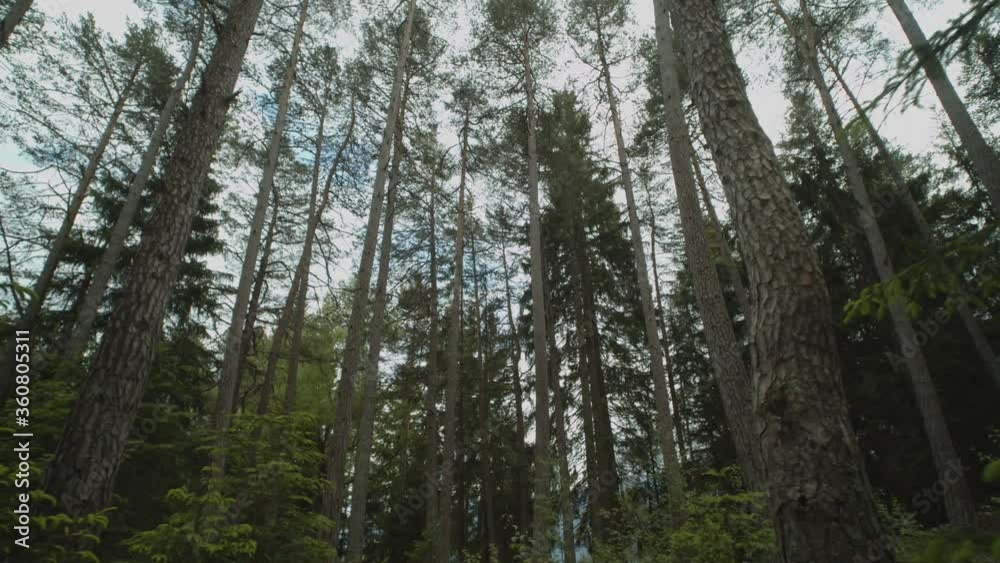 Low angle view of a dense and green conifers forest on a cloudy day. Low angle view of a dense and green conifers forest on a cloudy day.