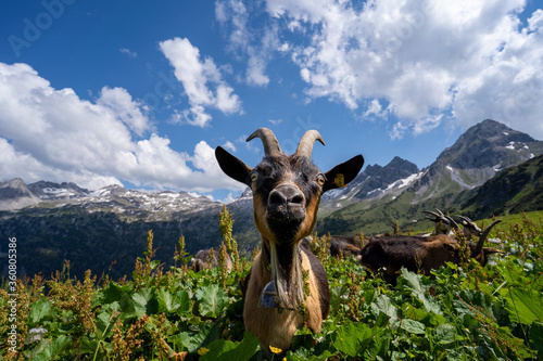 Österreich Großes Walsertal im Sommer photo