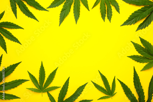 Cannabis leaves, marijuana leaves on yellow background with copy space