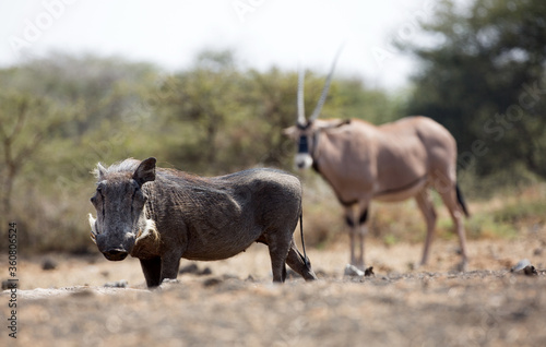 The common warthog is a wild member of the pig family found in grassland  savanna  and woodland in sub-Saharan Africa. 