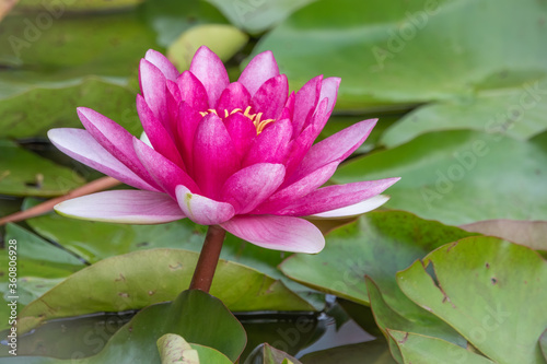 Pink water lily flower  Nymphaea lotus  Nymphaea sp. hort.  on green leaves background.