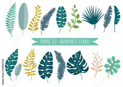 Set of tropical leaves. Vector rainforest leaves