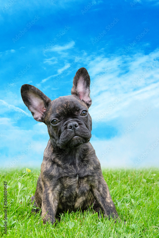 An adorable brown and black brindle French Bulldog Dog, against a dramatic sky background, composite photo