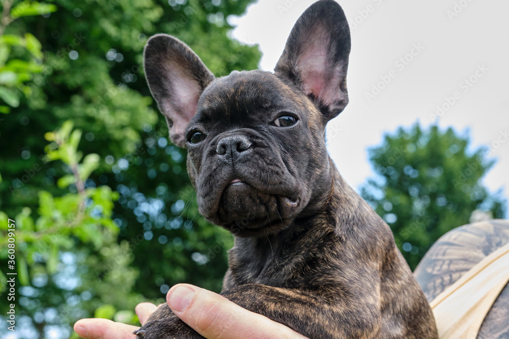 A head of a cute brown and black brindle French Bulldog Dog, carried on one hand, with a cute expression in the wrinkled face