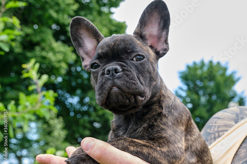 A head of a cute brown and black brindle French Bulldog Dog, carried on one hand, with a cute expression in the wrinkled face © Dasya - Dasya