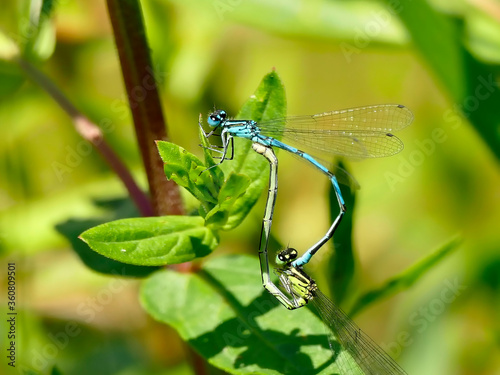 Forktails during reproduction on a leaf photo