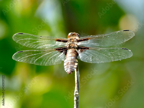 female Broad-bodied chaser sitting on a leaf