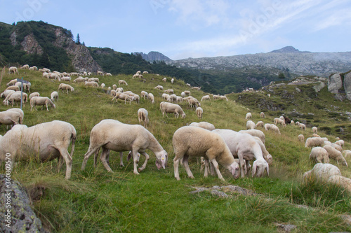 The view of sheeps herd with shepherd grazing on The Italian Alps, Lombardy, Italy.