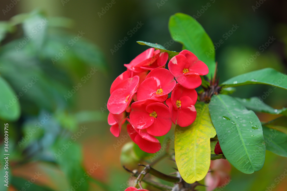very beautiful red flower in green background