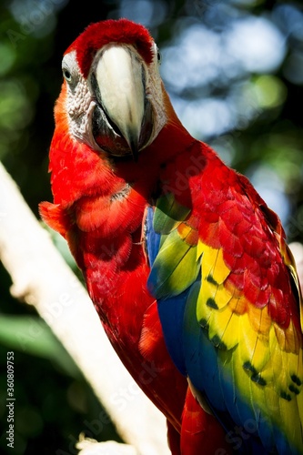 Picture of a parrot at 
