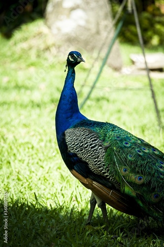 Vertical picture of a Pavo Real at 