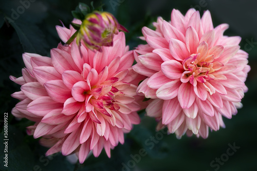 Lush pink dahlias on a dark green background