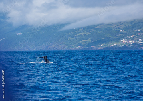 Walk on the Azores archipelago. Discovery of the island of Pico, Azores. Madalena