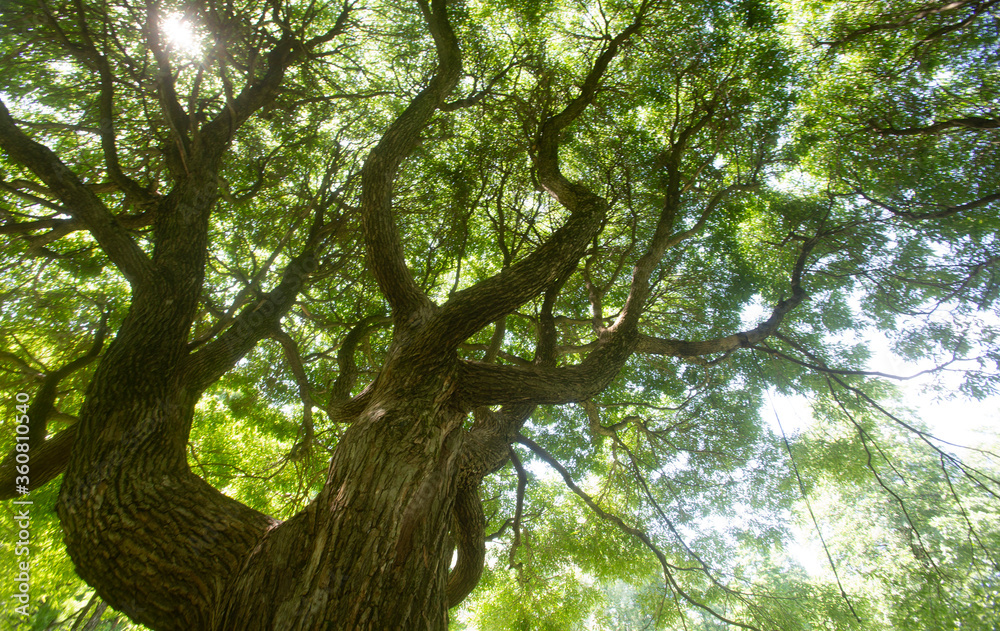 Obraz premium forest